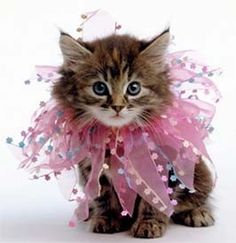 Enjoy this cute picture of a kitten who may or may not be named Gwen... but who certainly looks like the type of gal who would enjoy OPI Hey Baby.